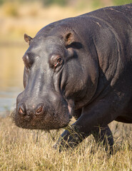 Portrait of adult hippo looking into camera with mouth full of green grass in Chobe River Botswana