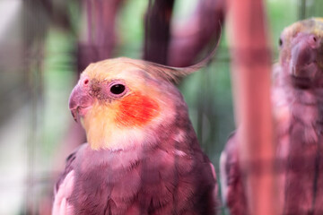 Portrait of a parrot in a cage. Beautiful yellow gray parrot with red cheeks.