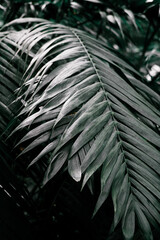 Obraz na płótnie Canvas Leaves of a palm plant. Dark green leaves background. Backgrounds, Rainforests