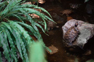 Turtle on the stone. Turtles swim in the water. Green plants.