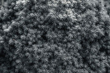 Needles background minimalism. White needles. Christmas tree branches. Abstract.