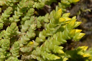 Sedum acre – Pomerania – Rozchodnik ostry – Trójmiejski Park Krajobrazowy (obrzeże).