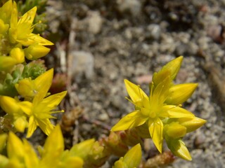 Sedum acre – Pomerania – Rozchodnik ostry – Trójmiejski Park Krajobrazowy (obrzeże).