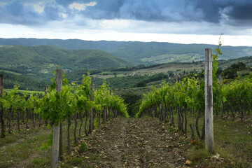 Fototapeta na wymiar rows of green vineyards near Panzano in Chianti (Florence) and cloudy sky. Tuscany, Italy.