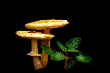 two toadstools growing next to a green plant