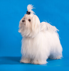 Maltese on a blue background.