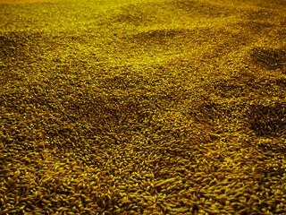 Malt for beer production, brewery, lager beer czech beer, irish beer