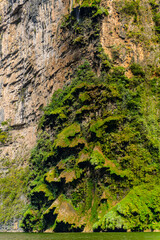 Rock formations similar to  a fair tree, Sumidero Canyon National Park, Chipas, Mexico.