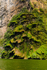 Rock formations similar to  a fair tree, Sumidero Canyon National Park, Chipas, Mexico.