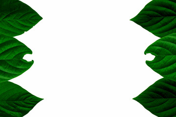 Fototapeta premium Group various leaves on white background.Tropical plant foliage with visible texture. Concept with copy space for text.