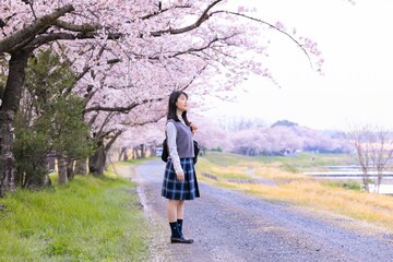 女子学生、桜並木を歩く