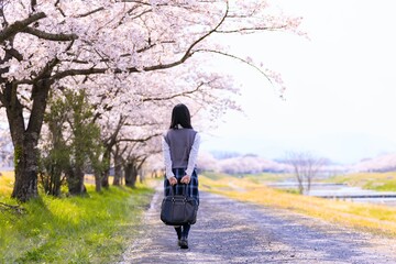 女子学生、桜並木を歩く