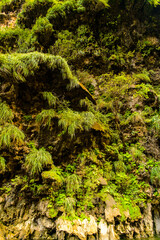 Rock formations similar to  a fair tree, Sumidero Canyon National Park, Chipas, Mexico.