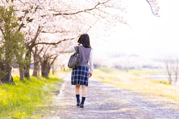 女子学生、桜並木を歩く