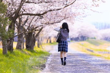 Obraz premium 女子学生、桜並木を歩く