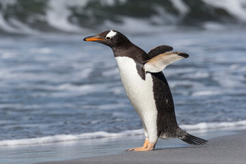 Fototapeta na wymiar Gentoo Penguin stretching