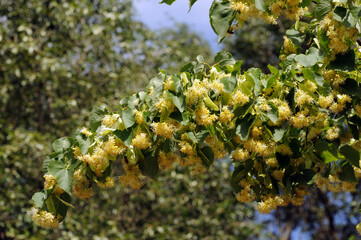 flowering linden tree yellow melliferous inflorescences