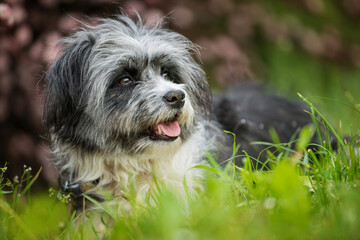 Cute dog in a flower tree