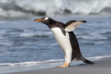 Gentoo Penguin stretching and flapping flippers