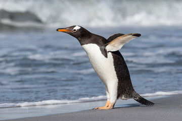 Gentoo Penguin stretching and flapping flippers