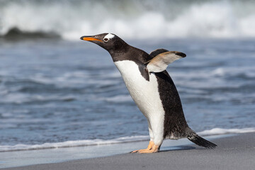 Gentoo Penguin stretching and flapping flippers