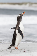 Gentoo Penguin shaking down after returning from the sea