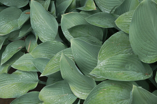 Plante verte