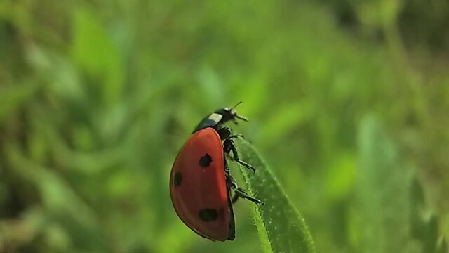 Ladybird spread its wings before takeoff with a blade of grass in slow motion