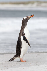 Naklejka premium Gentoo Penguin shaking down after returning from the sea