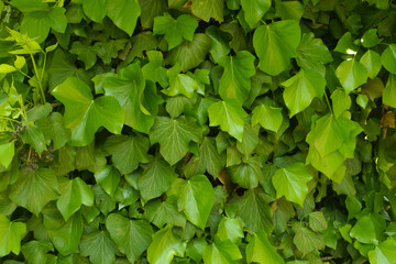 Bright green foliage of common ivy in mid May