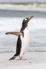 Fototapeta premium Gentoo Penguin shaking down after returning from the sea