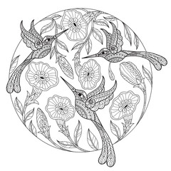 Hummingbird. Hand drawn sketch illustration for adult coloring book