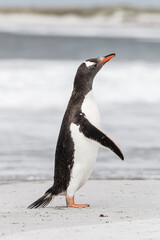 Gentoo Penguin shaking down after returning from the sea