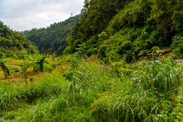 Obraz premium Jungle of the state Chiapas, Mexico