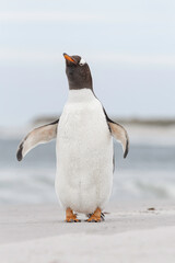 Gentoo Penguin shaking down