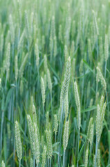 green ears of rye ripening in field