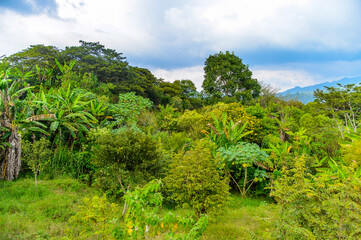 Fototapeta na wymiar Jungle of the state Chiapas, Mexico