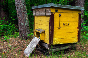 Yellow beehive in the forest on summer.