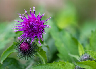 Close up of pink burdock flower blooming in the forest on summer.