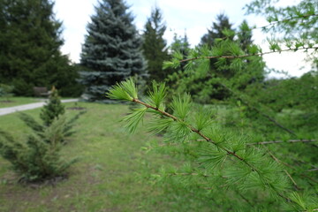 Thin branch of larch tree with fresh foliage in May