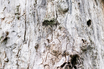 Old withered tree without bark