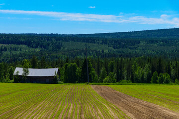Boden, Sweden A summer landscape of fields and hills