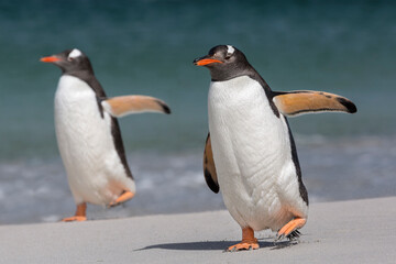Gentoo Penguins walking along the beach
