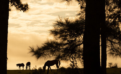 Fototapeta na wymiar Silhouette of horses grazing among pine trees at dusk