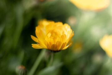 A closeup of a colourful flower. 