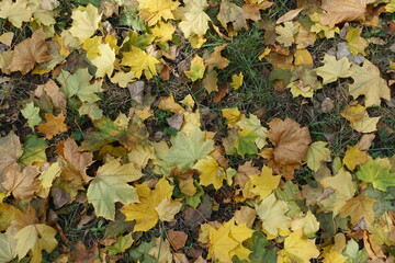 Greenish yellow fallen leaves of maple on green grass from above