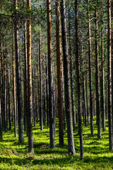 Fototapeta premium Jokkmokk, Sweden A forest of pine