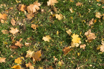 Grassplot covered with fallen leaves of maple from above