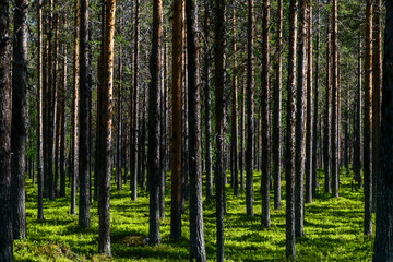 Fototapeta na wymiar Jokkmokk, Sweden A forest of pine