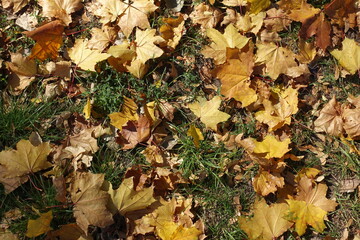 Honey yellow fallen leaves of maple on green grass from above